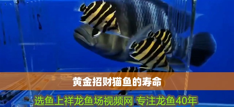 黃金招財貓魚的壽命 黃金招財貓魚的壽命 龍魚論壇