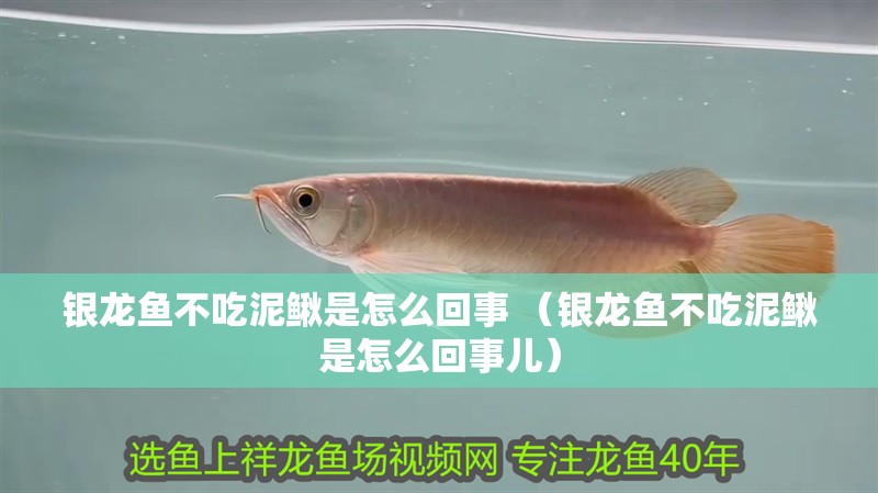 銀龍魚不吃泥鰍是怎么回事 （銀龍魚不吃泥鰍是怎么回事兒）