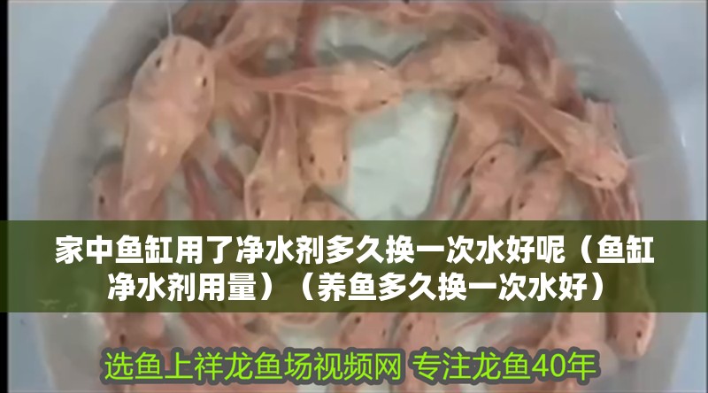 家中魚缸用了凈水劑多久換一次水好呢（魚缸凈水劑用量）（養魚多久換一次水好） 家中魚缸用了凈水劑多久換一次水好呢（魚缸凈水劑用量）（養魚多久換一次水好） 魚缸百科