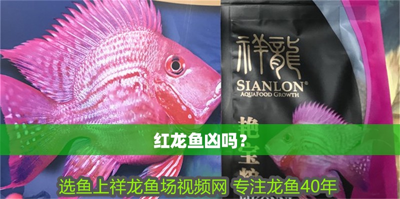 紅龍魚兇嗎？ 紅龍魚兇嗎？ 龍魚百科