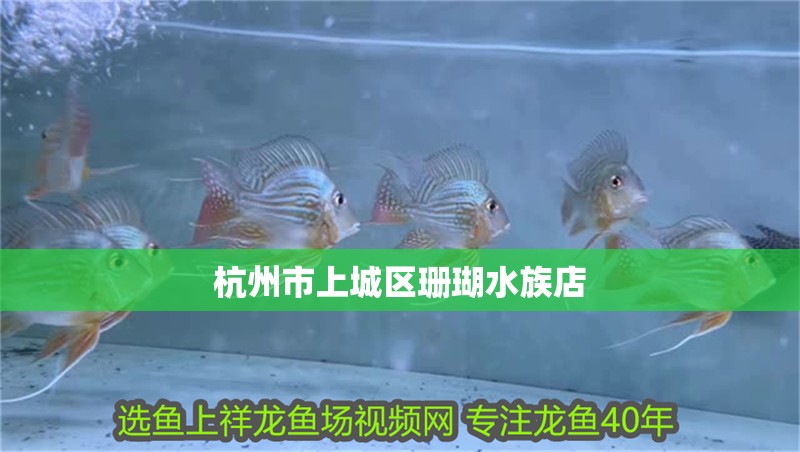 給大魚缸換水的作文:體驗給大魚缸換水的樂趣:體驗給大魚缸換水:給大魚缸換水的作文 杭州市上城區珊瑚水族店 全國水族館企業名錄 杭州市上城區珊瑚水族店 杭州市上城區珊瑚水族店 全國水族館企業名錄