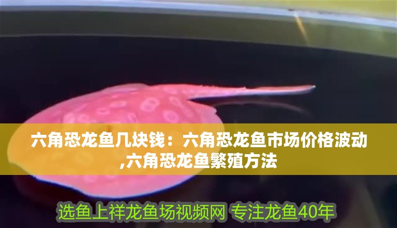 魚缸用增氧泵價格是多少:魚缸增氧機-xtrac增氧機-xtrac增氧機 六角恐龍魚幾塊錢:六角恐龍魚市場價格波動,六角恐龍魚繁殖方法 龍魚百科 六角恐龍魚幾塊錢:六角恐龍魚市場價格波動,六角恐龍魚繁殖方法 六角恐龍魚幾塊錢:六角恐龍魚市場價格波動,六角恐龍魚繁殖方法 龍魚百科