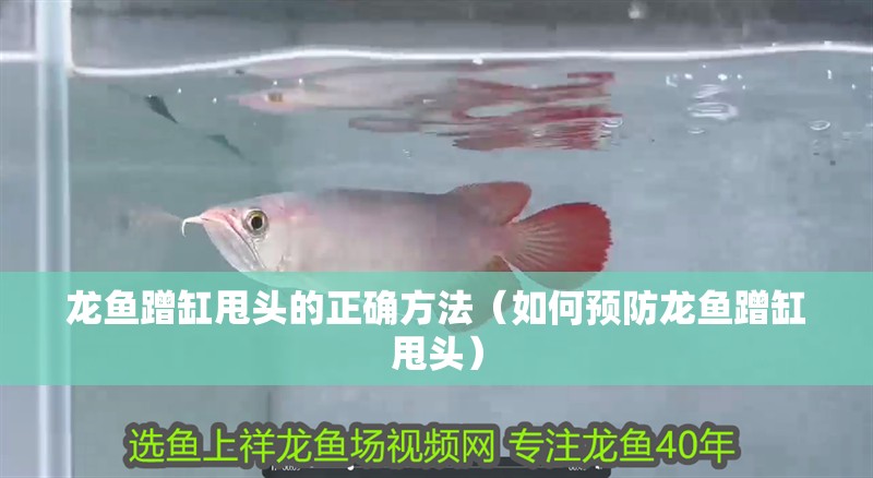 龍魚蹭缸甩頭的正確方法（如何預(yù)防龍魚蹭缸甩頭）