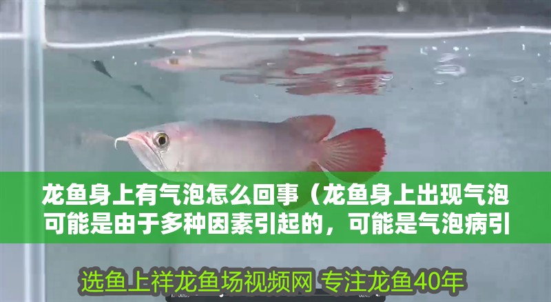 龍魚身上有氣泡怎么回事（龍魚身上出現氣泡可能是由于多種因素引起的，可能是氣泡病引起的） 龍魚身上有氣泡怎么回事（龍魚身上出現氣泡可能是由于多種因素引起的，可能是氣泡病引起的） 龍魚百科