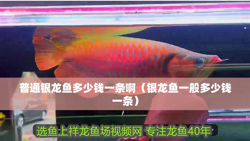 普通銀龍魚多少錢一條啊（銀龍魚一般多少錢一條）