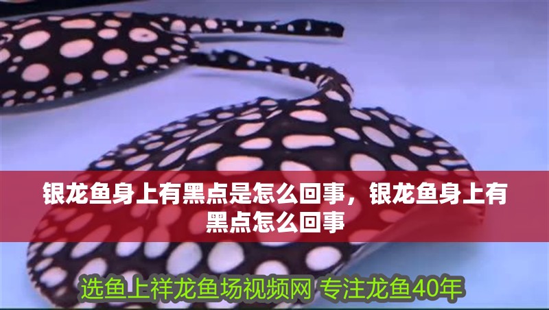 銀龍魚身上有黑點是怎么回事，銀龍魚身上有黑點怎么回事