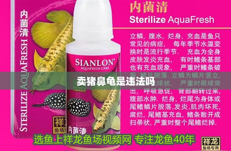 賣豬鼻龜是違法嗎