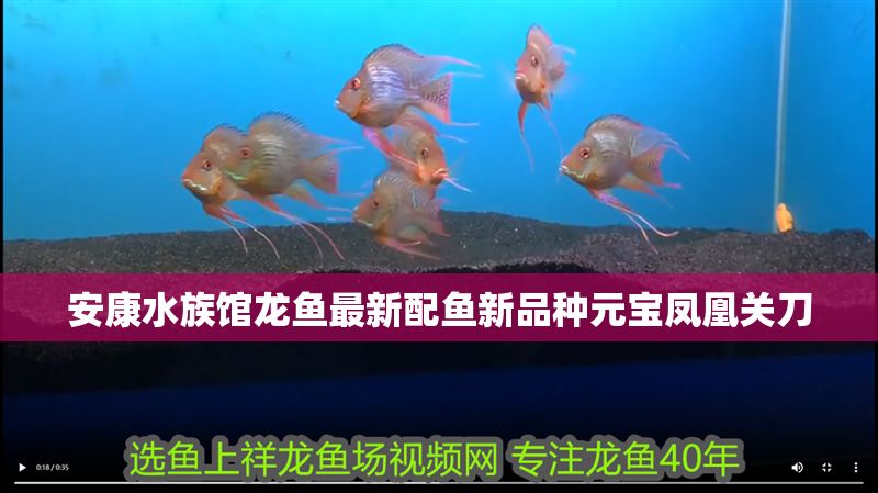 安康水族館龍魚最新配魚新品種元寶鳳凰關刀 元寶鳳凰魚百科 第2張 安康水族館龍魚最新配魚新品種元寶鳳凰關刀 安康水族館龍魚最新配魚新品種元寶鳳凰關刀 元寶鳳凰魚百科 第2張
