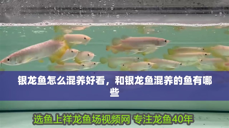 銀龍魚怎么混養好看，和銀龍魚混養的魚有哪些
