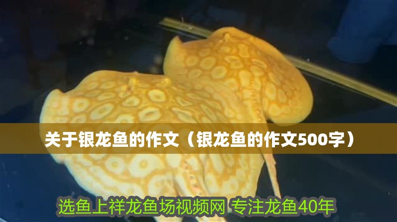 關于銀龍魚的作文（銀龍魚的作文500字）