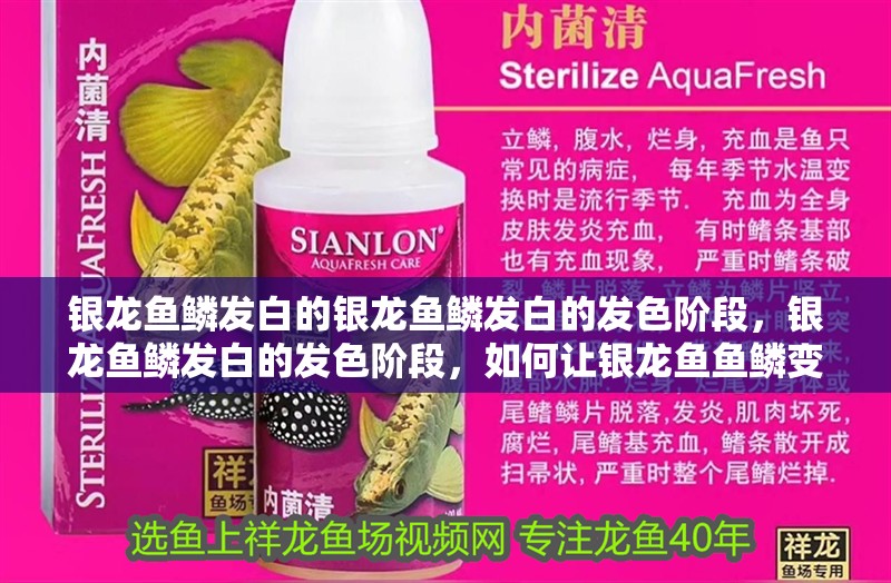 銀龍魚鱗發白的銀龍魚鱗發白的發色階段，銀龍魚鱗發白的發色階段，如何讓銀龍魚魚鱗變白變亮