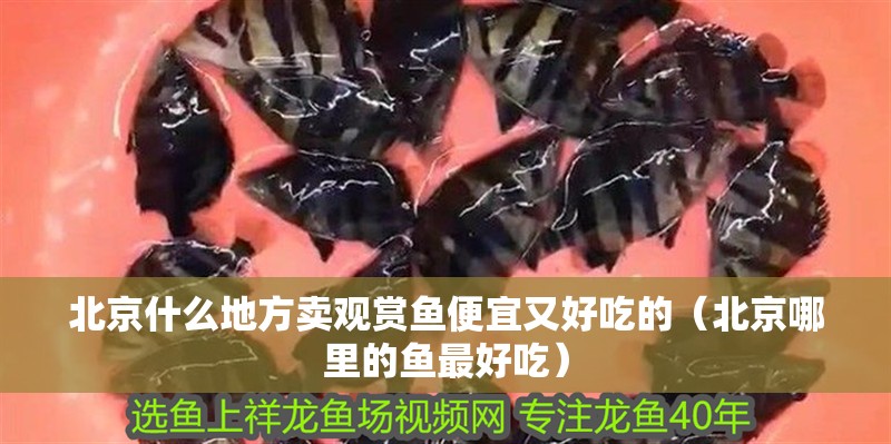 北京什么地方賣觀賞魚便宜又好吃的（北京哪里的魚最好吃）