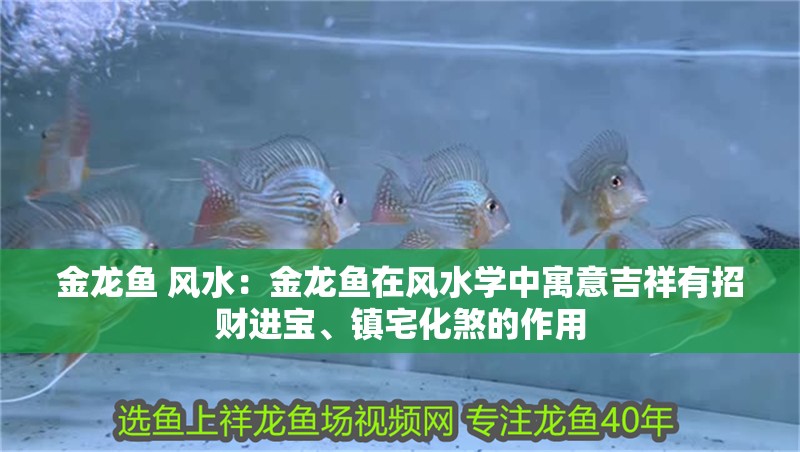 金龍魚 風水：金龍魚在風水學中寓意吉祥有招財進寶、鎮宅化煞的作用 金龍魚 風水：金龍魚在風水學中寓意吉祥有招財進寶、鎮宅化煞的作用 龍魚百科