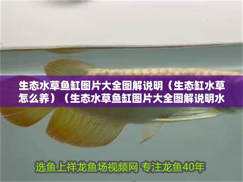 生態水草魚缸圖片大全圖解說明（生態缸水草怎么養）（生態水草魚缸圖片大全圖解說明水草魚缸圖片大全圖解）