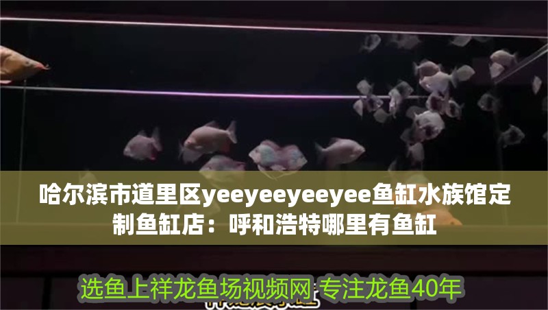 哈爾濱市道里區yeeyeeyeeyee魚缸水族館定制魚缸店：呼和浩特哪里有魚缸