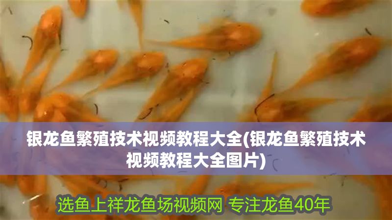 銀龍魚繁殖技術視頻教程大全(銀龍魚繁殖技術視頻教程大全圖片) 銀龍魚繁殖技術視頻教程大全(銀龍魚繁殖技術視頻教程大全圖片) 銀龍魚百科 第1張