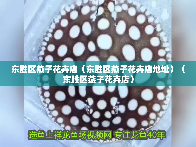 東勝區(qū)燕子花卉店（東勝區(qū)燕子花卉店地址）（東勝區(qū)燕子花卉店） 東勝區(qū)燕子花卉店（東勝區(qū)燕子花卉店地址）（東勝區(qū)燕子花卉店） 全國水族館企業(yè)名錄