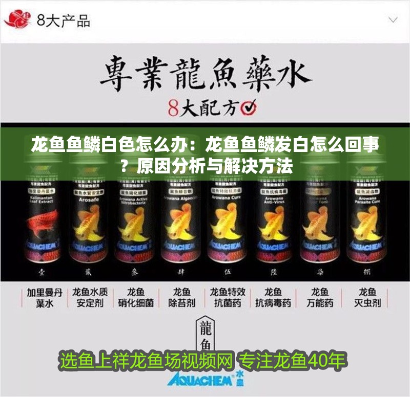 龍魚魚鱗白色怎么辦：龍魚魚鱗發白怎么回事？原因分析與解決方法