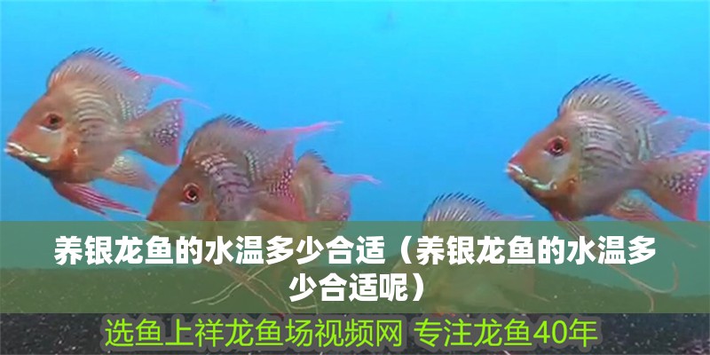 養銀龍魚的水溫多少合適（養銀龍魚的水溫多少合適呢）