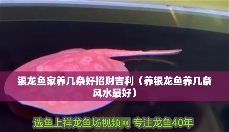 銀龍魚家養(yǎng)幾條好招財(cái)吉利（養(yǎng)銀龍魚養(yǎng)幾條風(fēng)水最好）