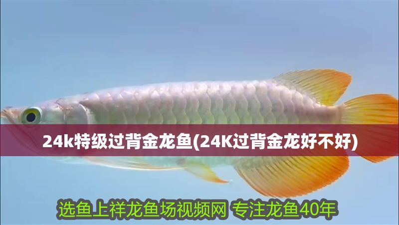 24k特級過背金龍魚(24K過背金龍好不好)