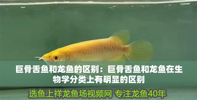 巨骨舌魚和龍魚的區別：巨骨舌魚和龍魚在生物學分類上有明顯的區別