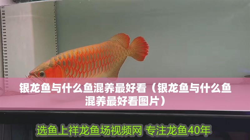 銀龍魚與什么魚混養(yǎng)最好看（銀龍魚與什么魚混養(yǎng)最好看圖片） 銀龍魚與什么魚混養(yǎng)最好看（銀龍魚與什么魚混養(yǎng)最好看圖片） 銀龍魚百科