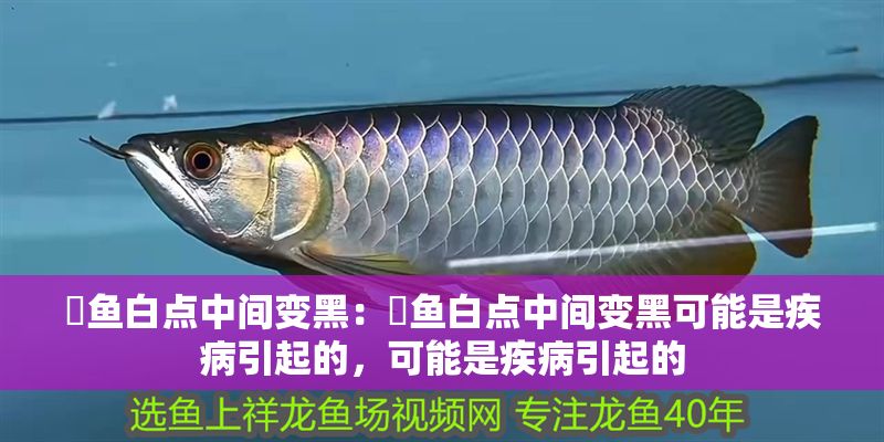 魟魚白點中間變黑：魟魚白點中間變黑可能是疾病引起的，可能是疾病引起的