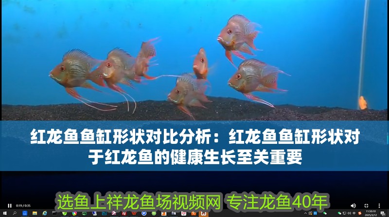 紅龍魚魚缸形狀對比分析：紅龍魚魚缸形狀對于紅龍魚的健康生長至關重要