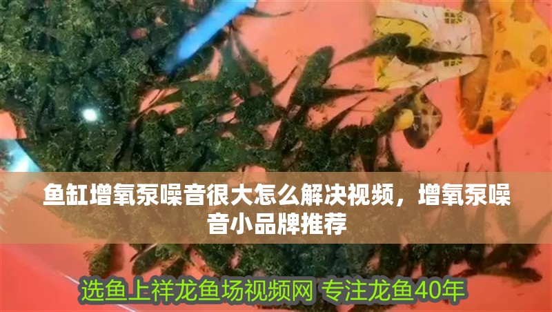 魚缸增氧泵噪音很大怎么解決視頻，增氧泵噪音小品牌推薦