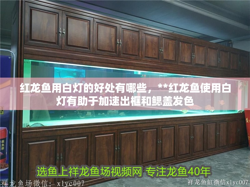 紅龍魚用白燈的好處有哪些，**紅龍魚使用白燈有助于加速出框和鰓蓋發色