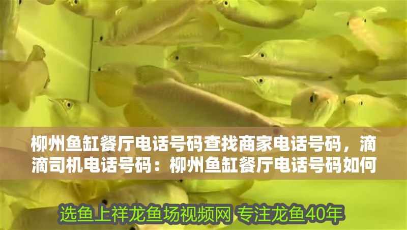柳州魚(yú)缸餐廳電話號(hào)碼查找商家電話號(hào)碼，滴滴司機(jī)電話號(hào)碼：柳州魚(yú)缸餐廳電話號(hào)碼如何查找