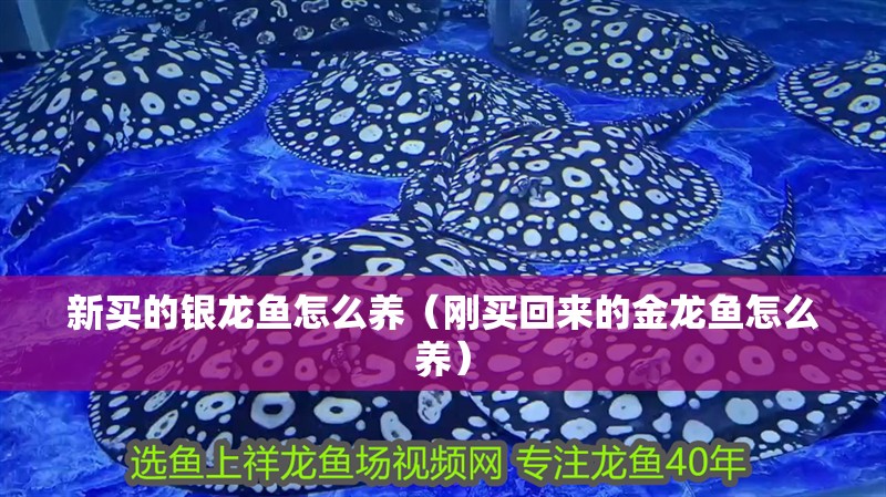 新買的銀龍魚怎么養(yǎng)（剛買回來的金龍魚怎么養(yǎng)）