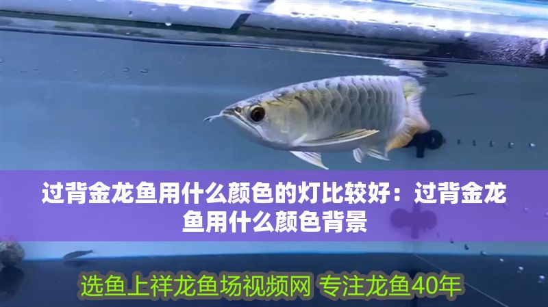 過背金龍魚用什么顏色的燈比較好：過背金龍魚用什么顏色背景 過背金龍魚用什么顏色的燈比較好：過背金龍魚用什么顏色背景 魚缸百科 第1張