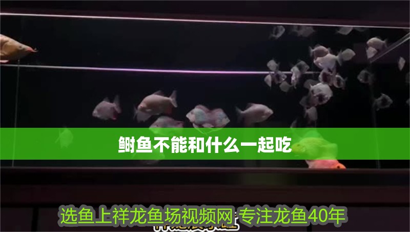 鰣魚不能和什么一起吃