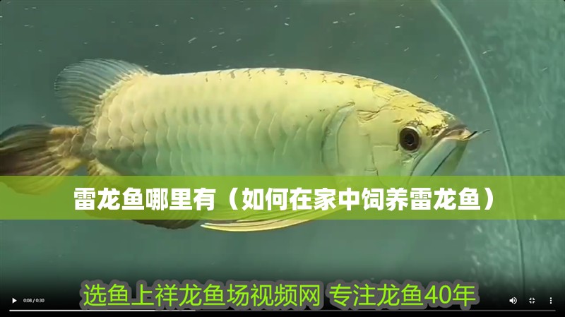 雷龍魚哪里有（如何在家中飼養雷龍魚） 雷龍魚哪里有（如何在家中飼養雷龍魚） 龍魚百科