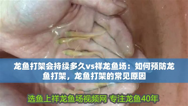龍魚打架會持續多久vs祥龍魚場:如何預防龍魚打架,龍魚打架的常見原因
