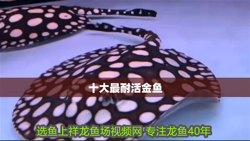 鸚鵡魚和銀龍魚混養(yǎng)怎樣喂食 十大最耐活金魚 龍魚論壇 十大最耐活金魚 十大最耐活金魚 龍魚論壇