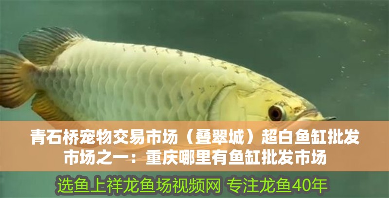 青石橋寵物交易市場（疊翠城）超白魚缸批發市場之一：重慶哪里有魚缸批發市場 青石橋寵物交易市場（疊翠城）超白魚缸批發市場之一：重慶哪里有魚缸批發市場 魚缸百科