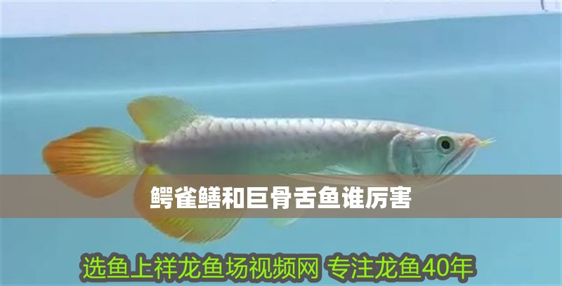 鱷雀鱔和巨骨舌魚誰厲害
