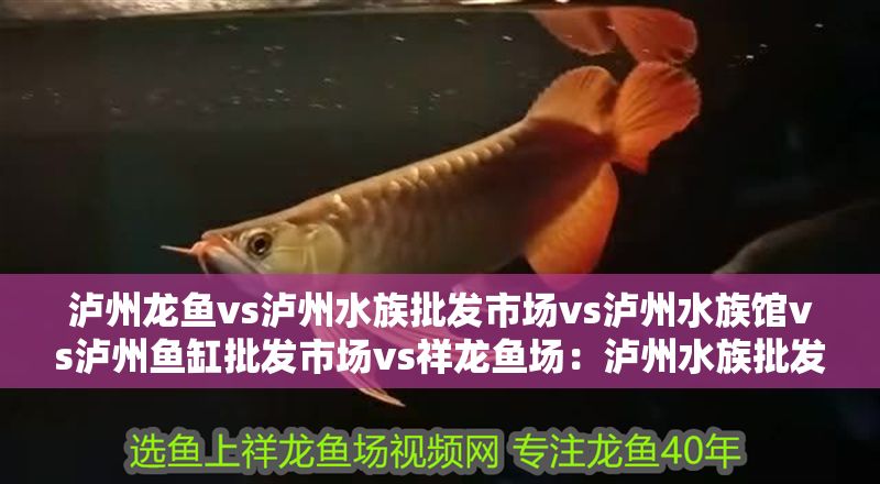瀘州龍魚vs瀘州水族批發(fā)市場vs瀘州水族館vs瀘州魚缸批發(fā)市場vs祥龍魚場：瀘州水族批發(fā)市場 瀘州龍魚vs瀘州水族批發(fā)市場vs瀘州水族館vs瀘州魚缸批發(fā)市場vs祥龍魚場：瀘州水族批發(fā)市場 祥龍魚場各市分站 第2張