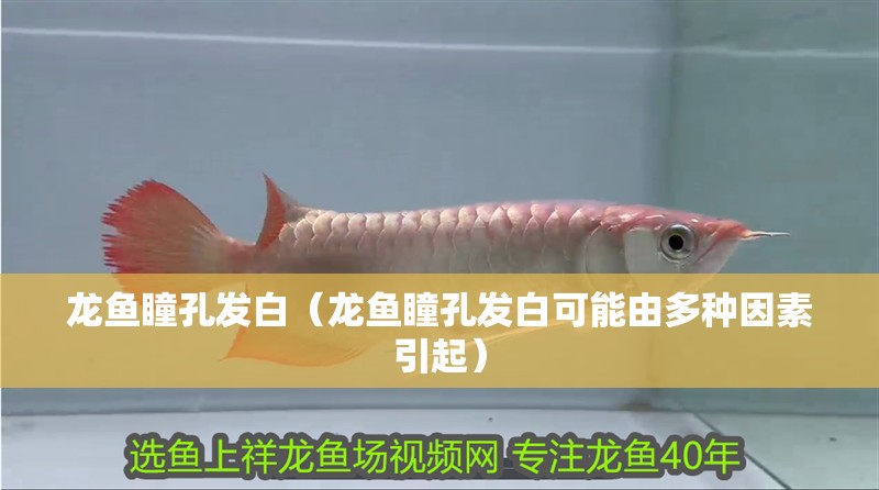 龍魚瞳孔發白（龍魚瞳孔發白可能由多種因素引起） 龍魚瞳孔發白（龍魚瞳孔發白可能由多種因素引起） 龍魚百科