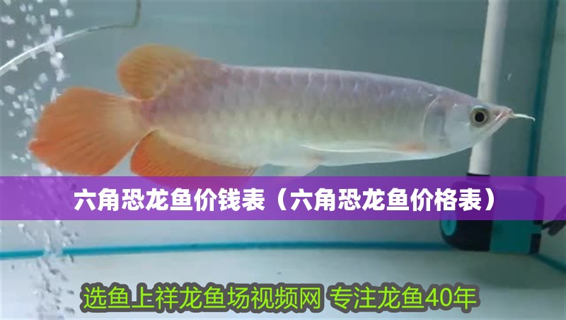 六角恐龍魚價錢表（六角恐龍魚價格表）
