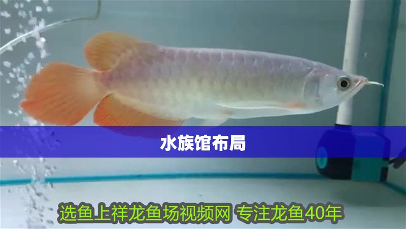 水族館布局