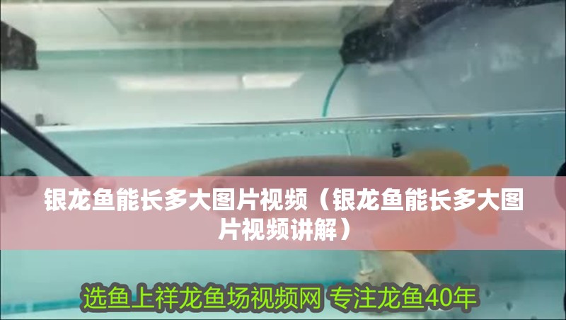 銀龍魚能長多大圖片視頻（銀龍魚能長多大圖片視頻講解）