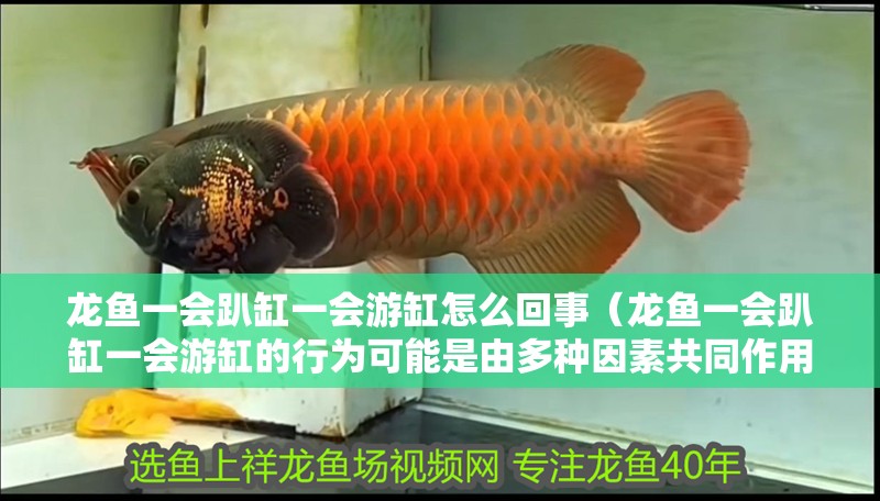 龍魚一會趴缸一會游缸怎么回事（龍魚一會趴缸一會游缸的行為可能是由多種因素共同作用的結果）