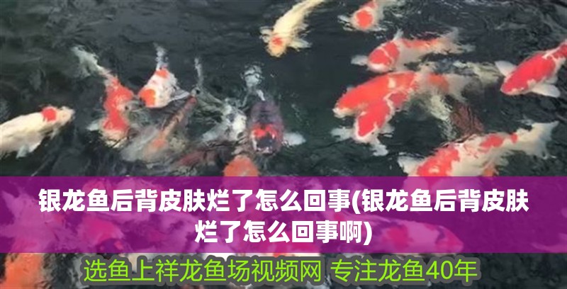 銀龍魚后背皮膚爛了怎么回事(銀龍魚后背皮膚爛了怎么回事啊)