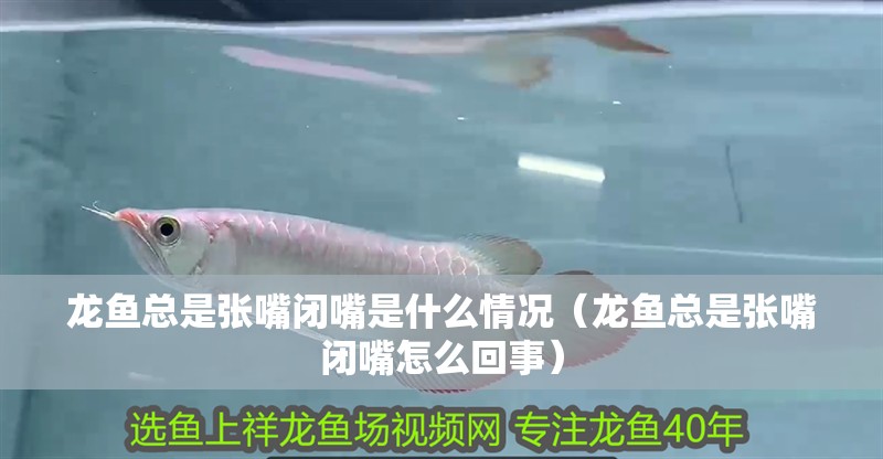 龍魚總是張嘴閉嘴是什么情況（龍魚總是張嘴閉嘴怎么回事）