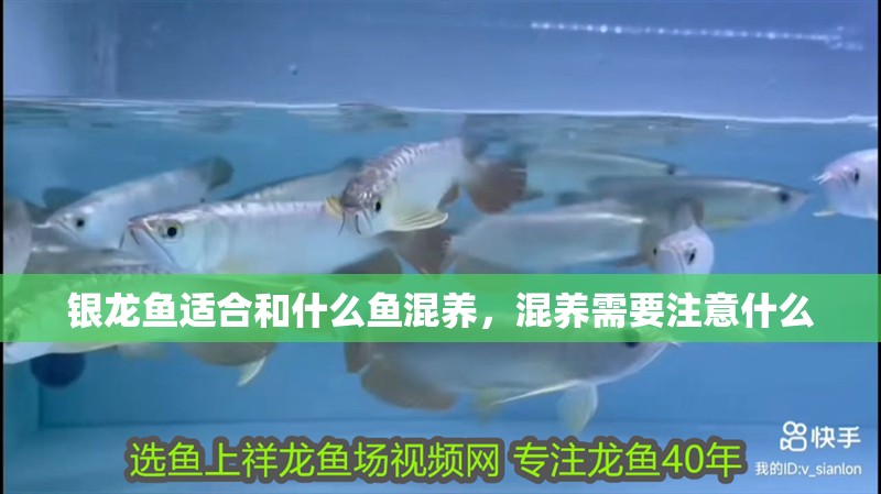 銀龍魚適合和什么魚混養，混養需要注意什么