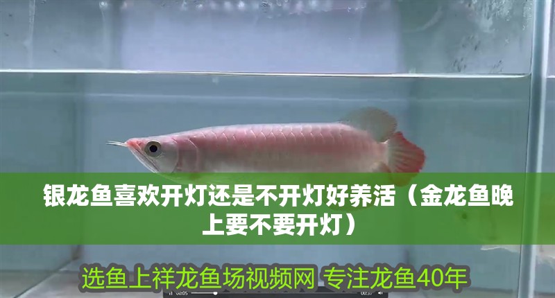 龍魚干蝦有營養嗎 銀龍魚喜歡開燈還是不開燈好養活(金龍魚晚上要不要開燈) 銀龍魚百科 銀龍魚喜歡開燈還是不開燈好養活(金龍魚晚上要不要開燈) 銀龍魚喜歡開燈還是不開燈好養活(金龍魚晚上要不要開燈) 銀龍魚百科